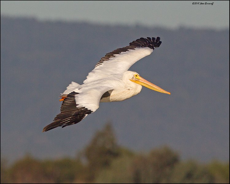 _5SB5098 american white pelican.jpg